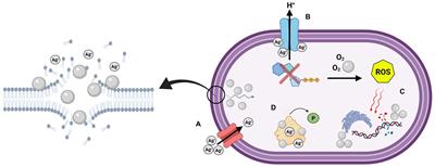 Emerging Concern for Silver Nanoparticle Resistance in Acinetobacter baumannii and Other Bacteria